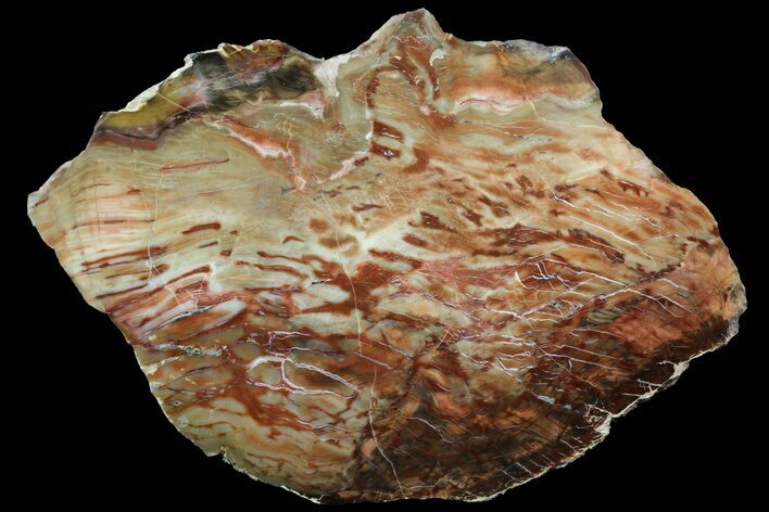 Jurassic Petrified Wood Slab - Henry Mountain #96064